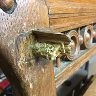 A wooden table with some green stuff on it